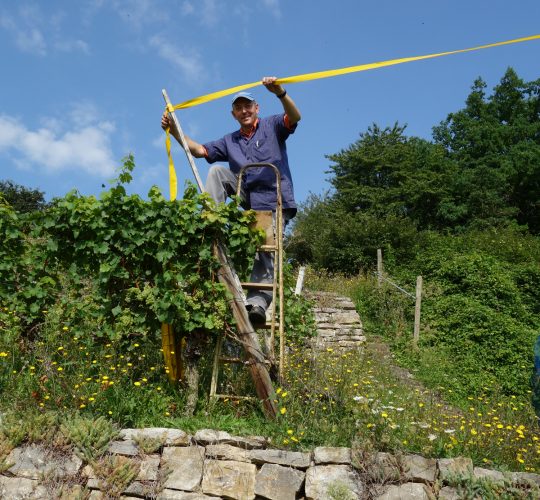 Weingut Paul Streng